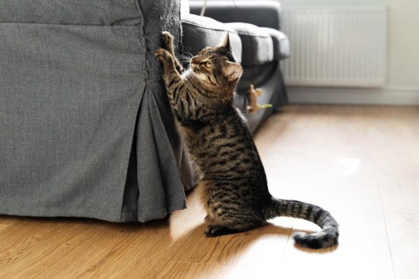 Gatto unghie sul divano