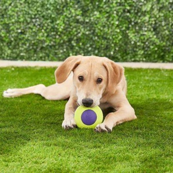 KONG AirDog Squeaker Disco - ideale per addestramento, materiale resistente